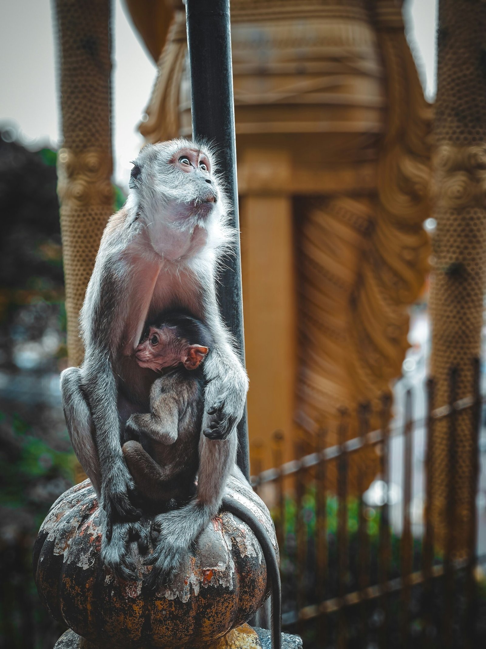 A monkey sitting on top of a metal pole